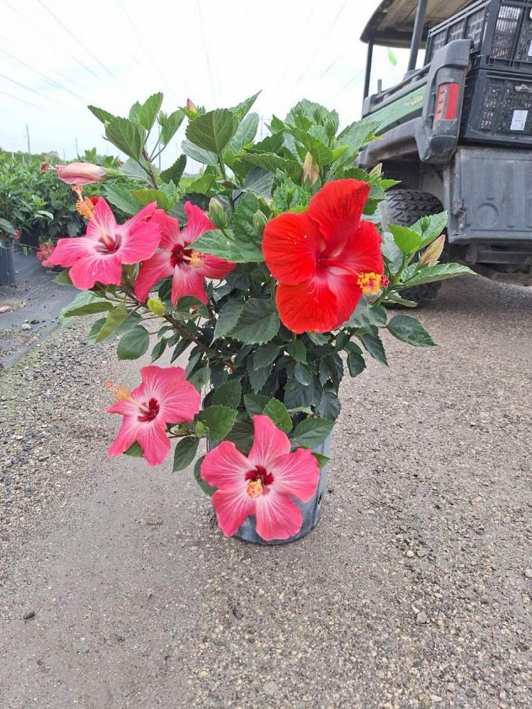 hibiscus-syriacus-bicolor-rose-of-sharon