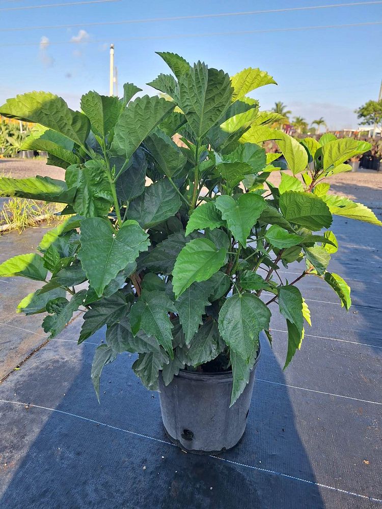hibiscus-syriacus-bicolor-rose-of-sharon