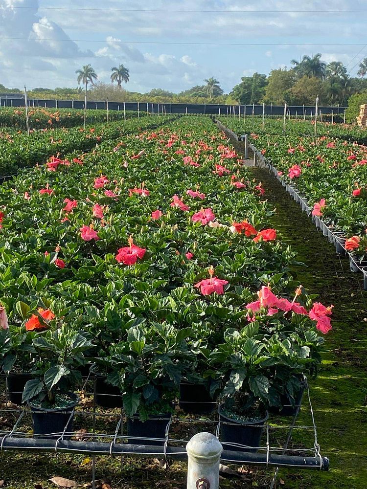 hibiscus-syriacus-bicolor-rose-of-sharon