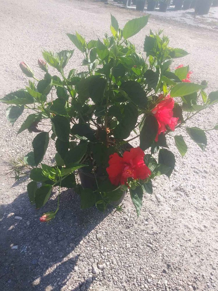 hibiscus-syriacus-double-red-rose-of-sharon-althea