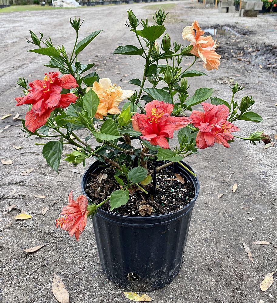 hibiscus-syriacus-double-red-rose-of-sharon-althea