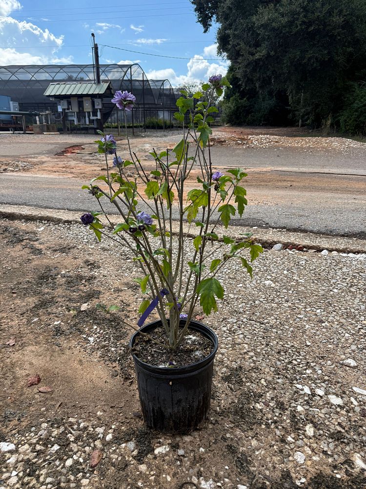 hibiscus-syriacus-ds01bs-rose-of-sharon-althea-hibiscus-syriacus-blueberry-smoothie