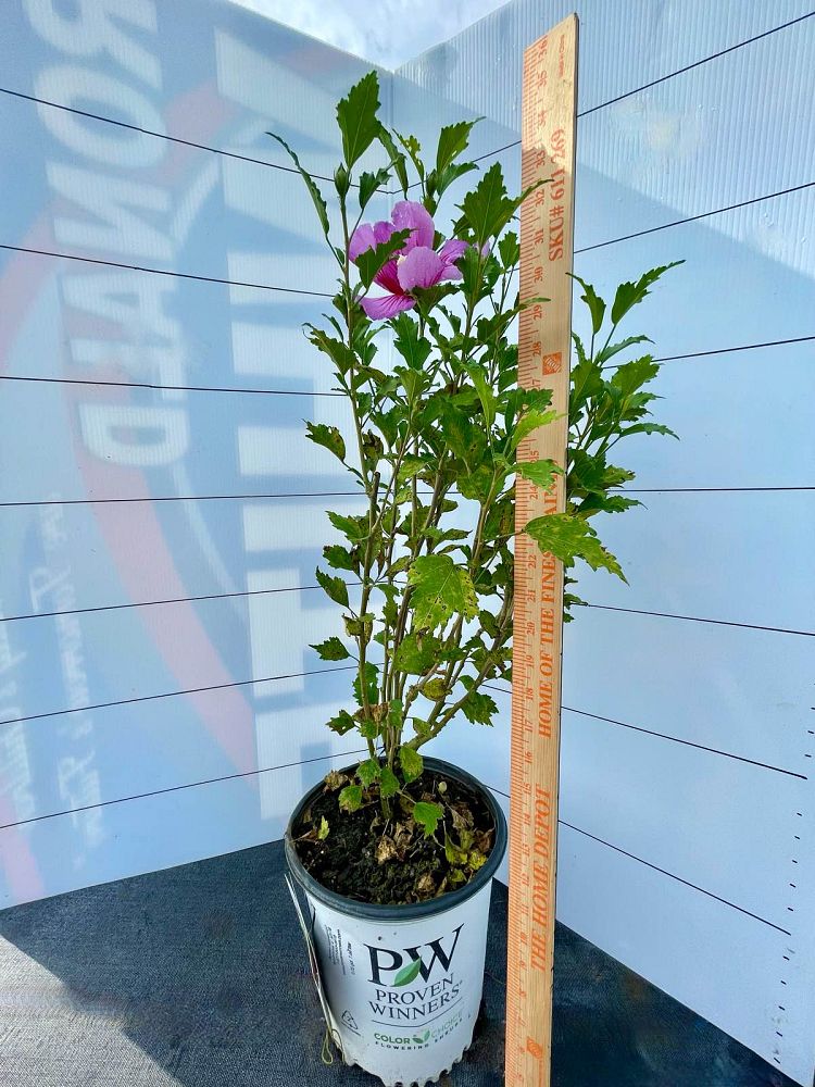 hibiscus-syriacus-gandini-santiago-purple-pillar-reg-rose-of-sharon