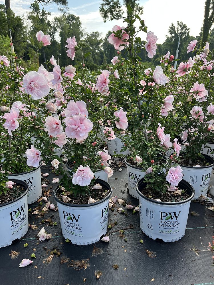 hibiscus-syriacus-jwnwood4-pink-chiffon-reg-rose-of-sharon