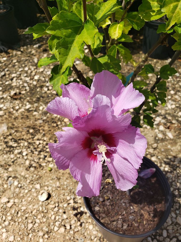 hibiscus-syriacus-mineru-tahiti-trade-rose-of-sharon