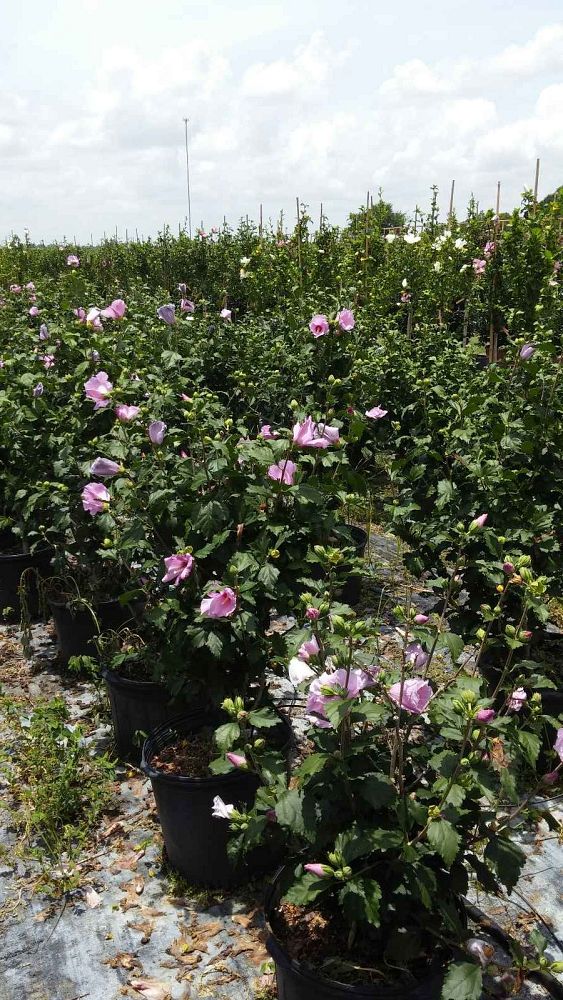 hibiscus-syriacus-minerva-rose-of-sharon-althea