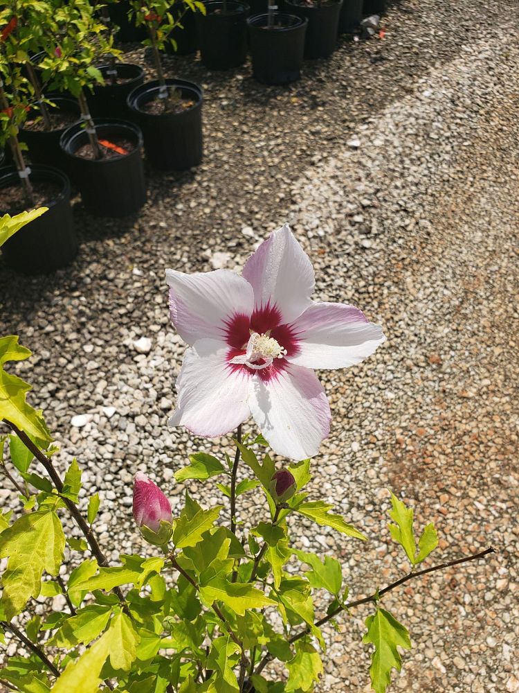 hibiscus-syriacus-minspot-fiji-trade-rose-of-sharon