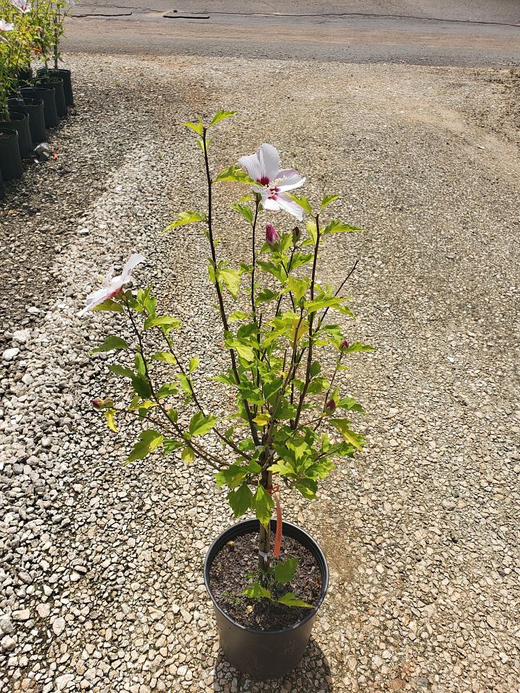 hibiscus-syriacus-minspot-fiji-trade-rose-of-sharon