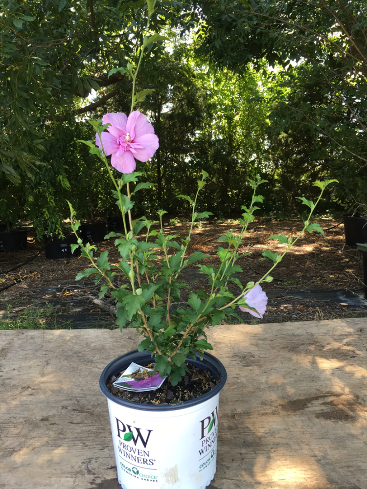 hibiscus-syriacus-notwoodone-lavender-chiffon-reg-rose-of-sharon