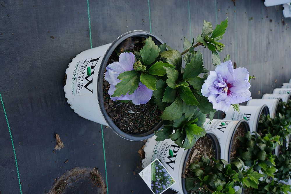 hibiscus-syriacus-notwoodthree-blue-chiffon-reg-rose-of-sharon