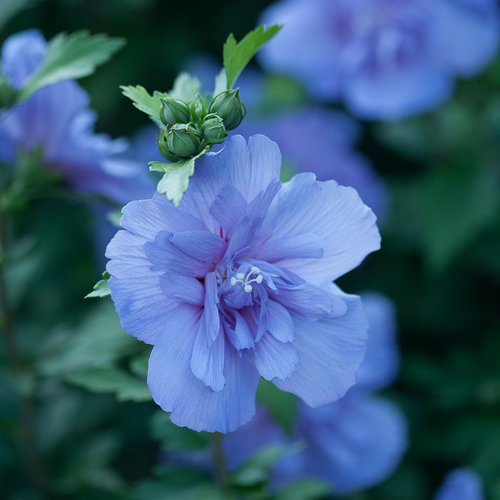 hibiscus-syriacus-notwoodthree-blue-chiffon-reg-rose-of-sharon