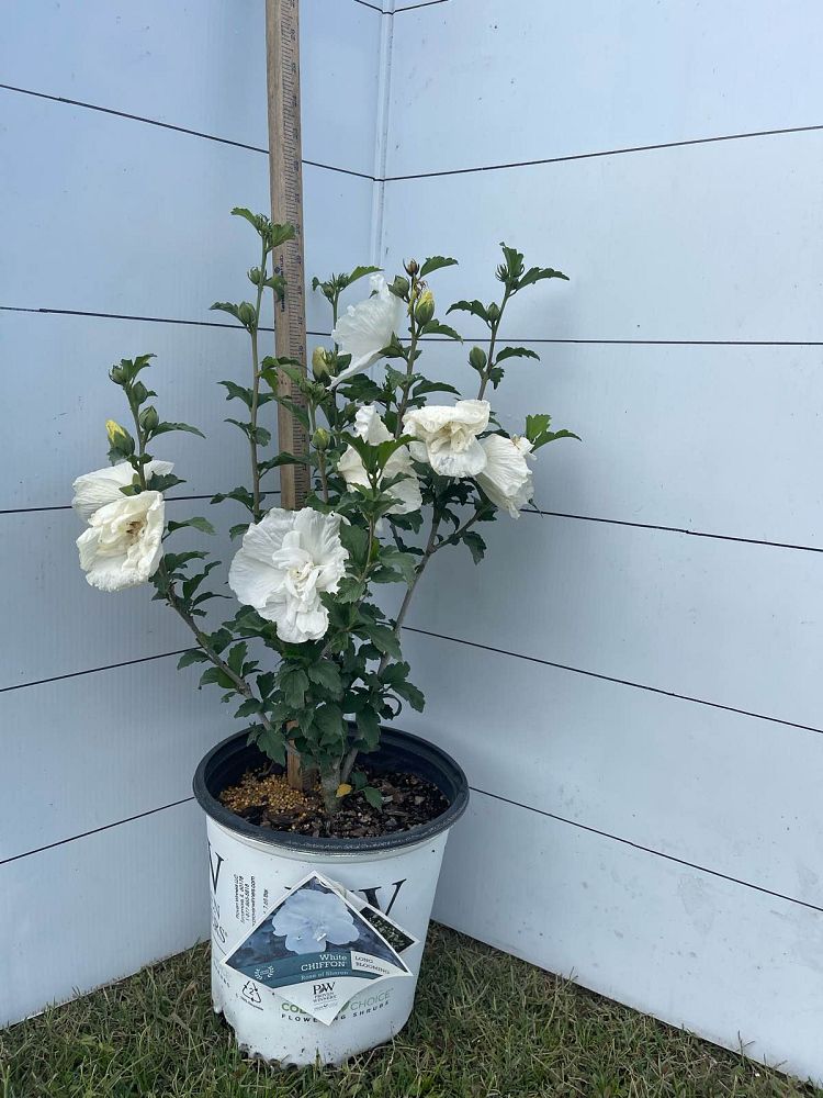 hibiscus-syriacus-notwoodtwo-white-chiffon-reg-rose-of-sharon