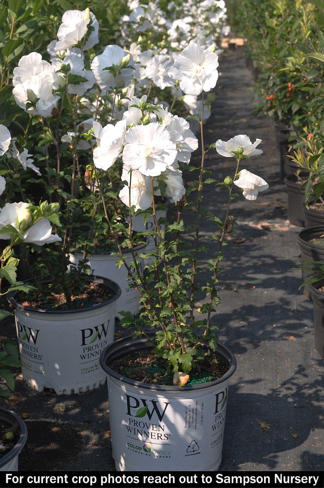 hibiscus-syriacus-notwoodtwo-white-chiffon-reg-rose-of-sharon