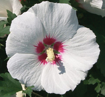 hibiscus-syriacus-red-heart-rose-of-sharon-althea