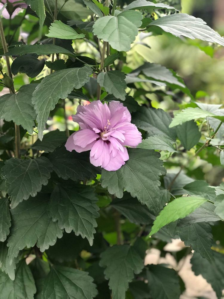 hibiscus-syriacus-rose-of-sharon-althea