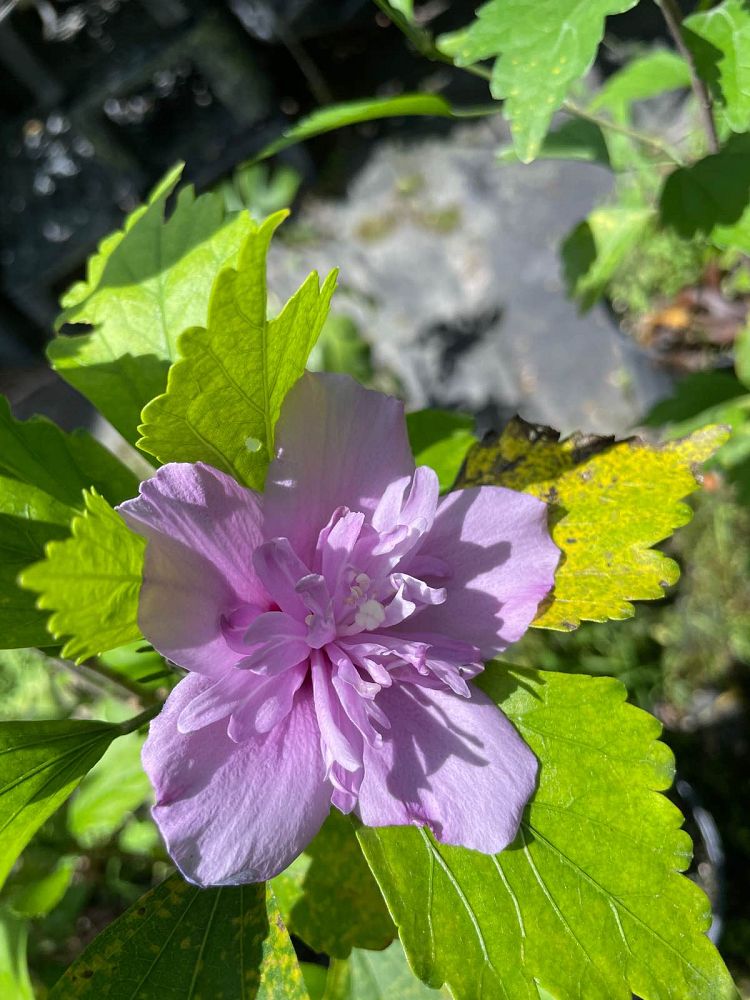 hibiscus-syriacus-rose-of-sharon-althea