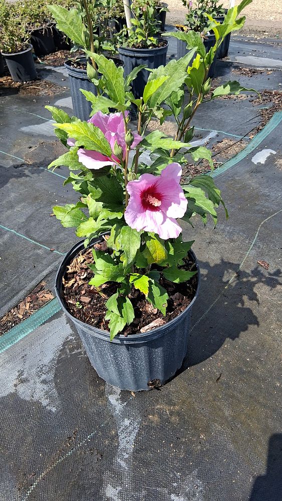 hibiscus-syriacus-rose-of-sharon-althea