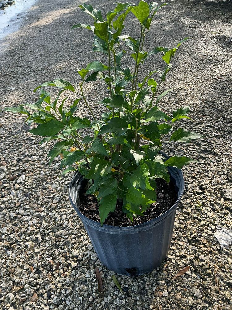 hibiscus-syriacus-rose-of-sharon-althea