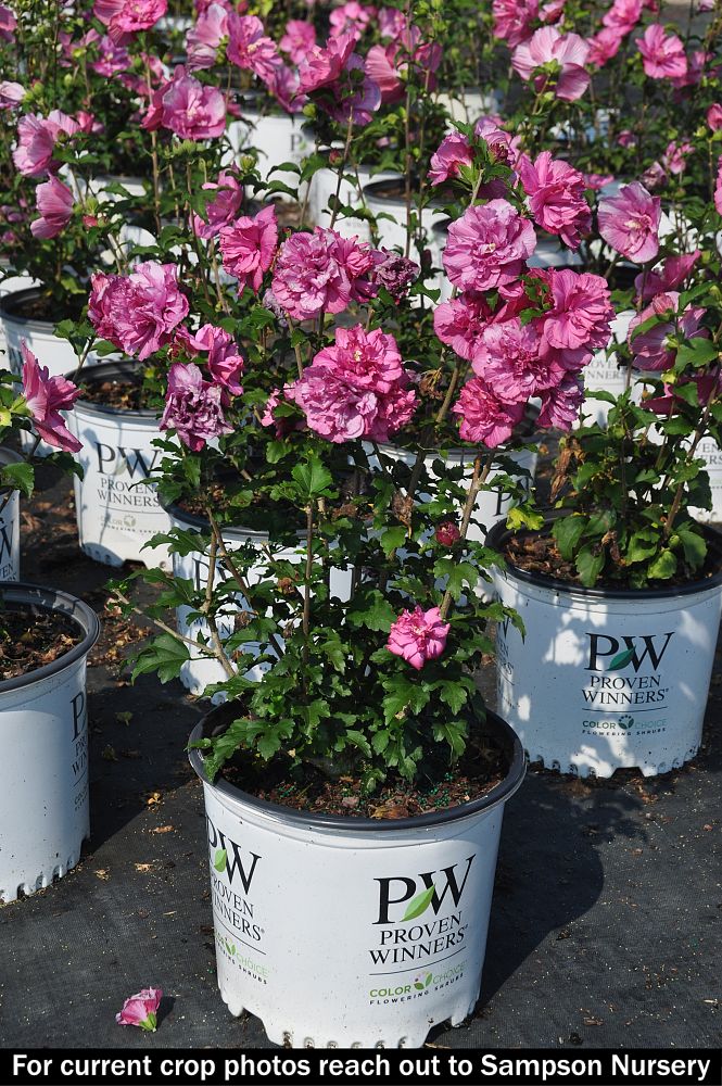 hibiscus-syriacus-rwoods5-magenta-chiffon-reg-rose-of-sharon