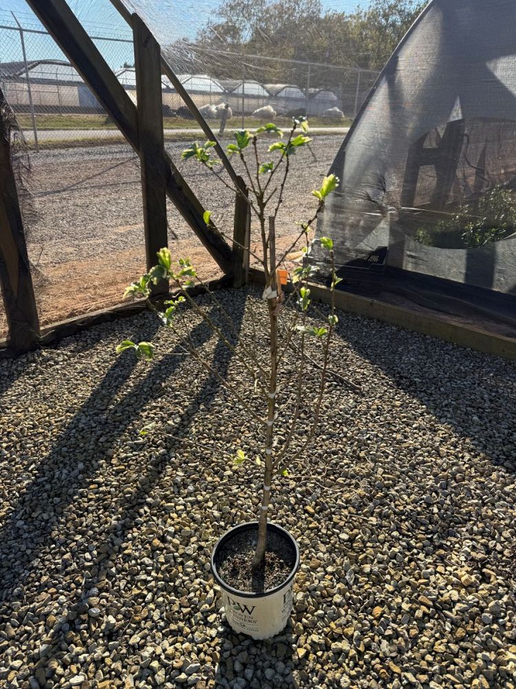 hibiscus-syriacus-theisshsstl-sugar-tip-reg-gold-rose-of-sharon