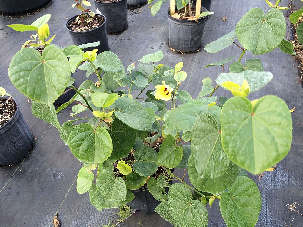 hibiscus-tiliaceus-compacta-mahoe-sea-hibiscus