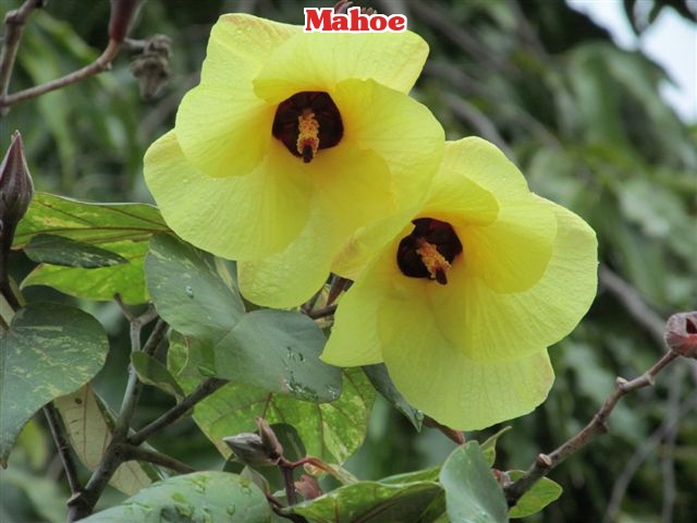 hibiscus-tiliaceus-mahoe-sea-hibiscus
