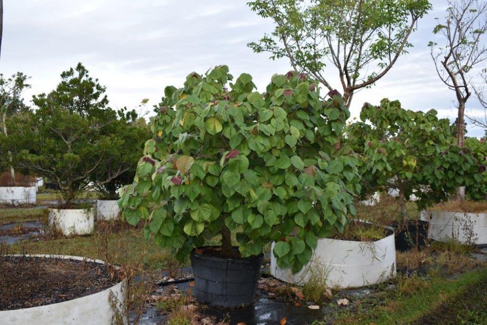 hibiscus-tiliaceus-mahoe-sea-hibiscus