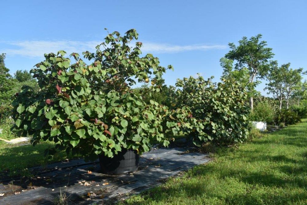 hibiscus-tiliaceus-mahoe-sea-hibiscus