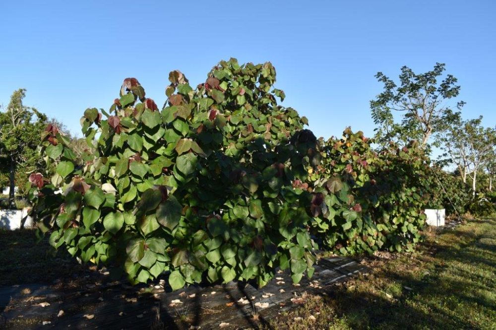 hibiscus-tiliaceus-mahoe-sea-hibiscus