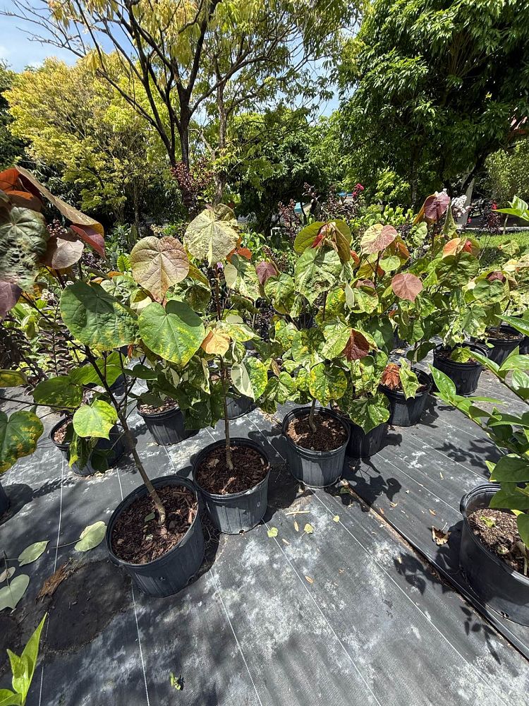hibiscus-tiliaceus-tri-color-mahoe-sea-hibiscus