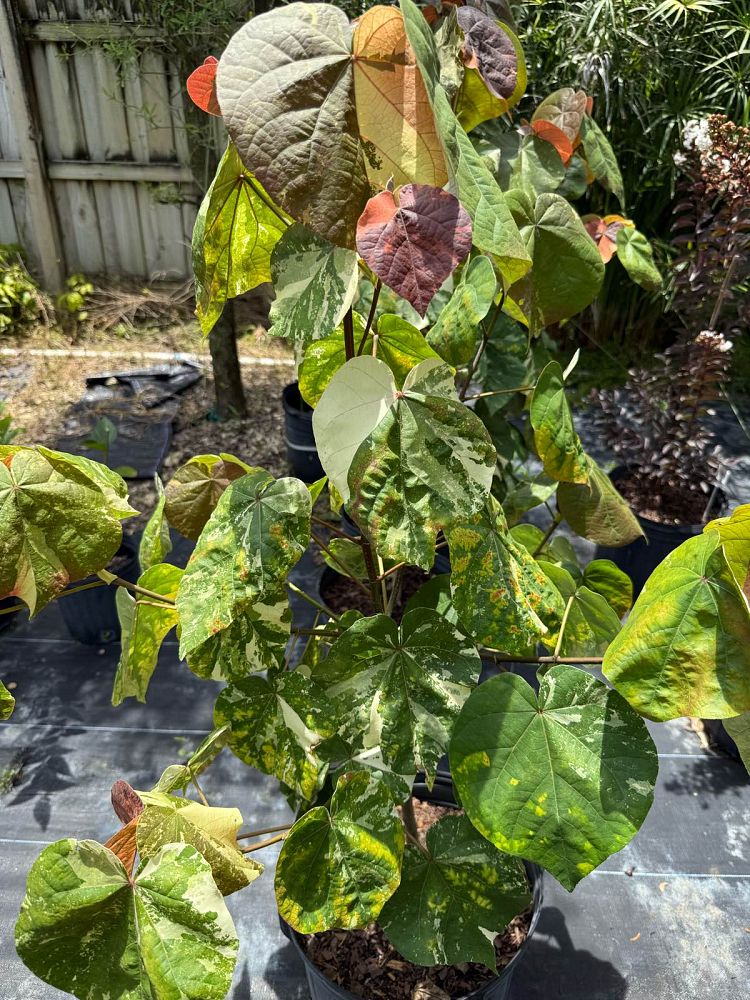hibiscus-tiliaceus-tri-color-mahoe-sea-hibiscus