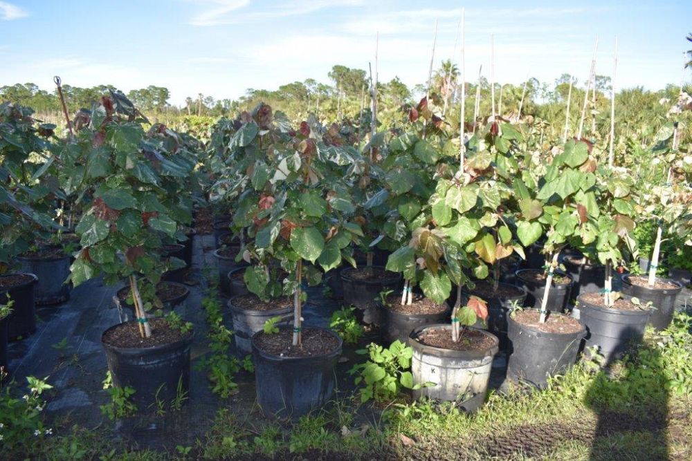 hibiscus-tiliaceus-variegata-mahoe-sea-hibiscus
