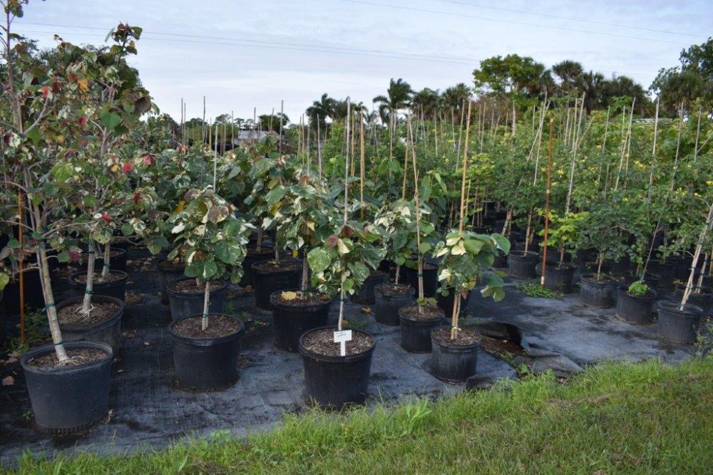 hibiscus-tiliaceus-variegata-mahoe-sea-hibiscus