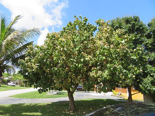 hibiscus-tiliaceus-variegata-mahoe-sea-hibiscus