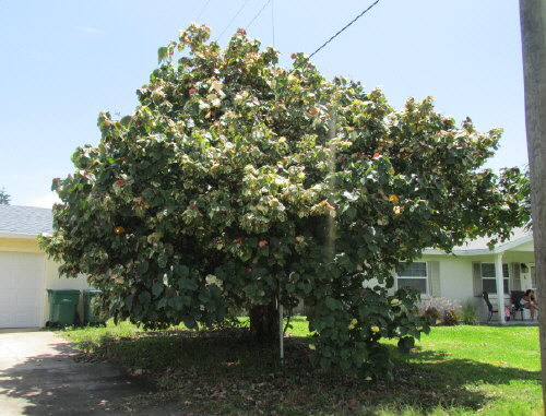 hibiscus-tiliaceus-variegata-mahoe-sea-hibiscus