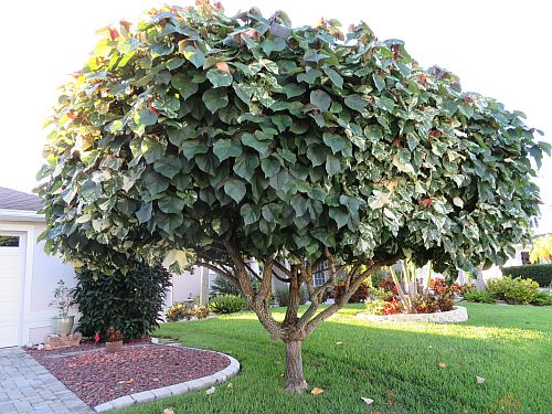 hibiscus-tiliaceus-variegata-mahoe-sea-hibiscus