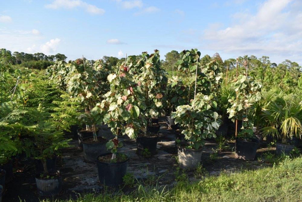 hibiscus-tiliaceus-variegata-mahoe-sea-hibiscus