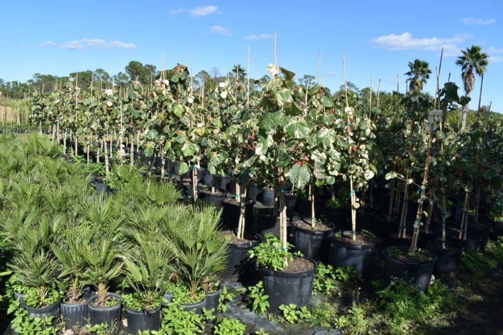 hibiscus-tiliaceus-variegata-mahoe-sea-hibiscus