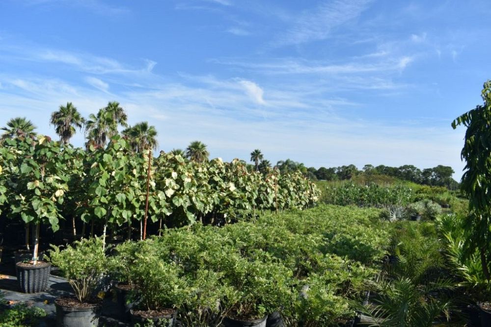 hibiscus-tiliaceus-variegata-mahoe-sea-hibiscus