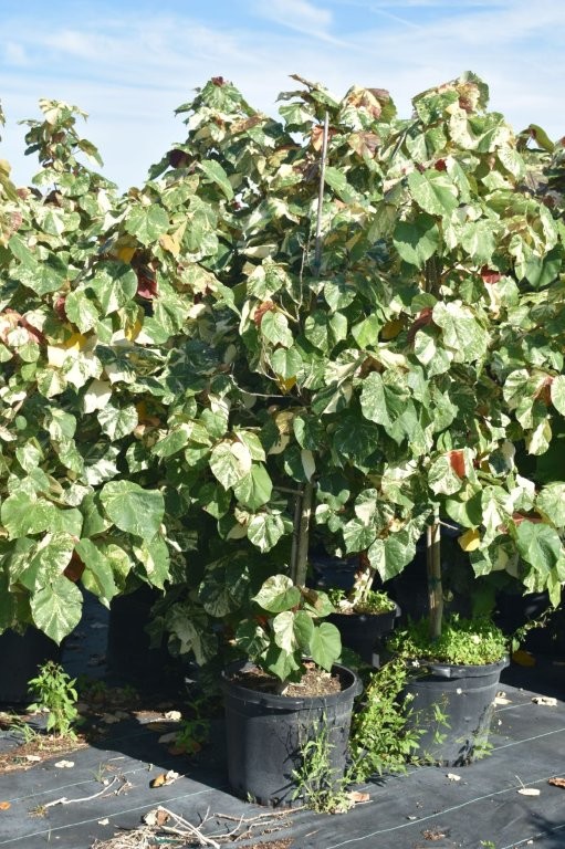 hibiscus-tiliaceus-variegata-mahoe-sea-hibiscus