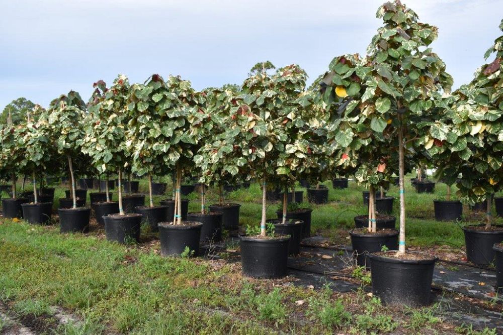 hibiscus-tiliaceus-variegata-mahoe-sea-hibiscus