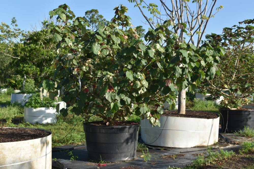 hibiscus-tiliaceus-variegata-mahoe-sea-hibiscus