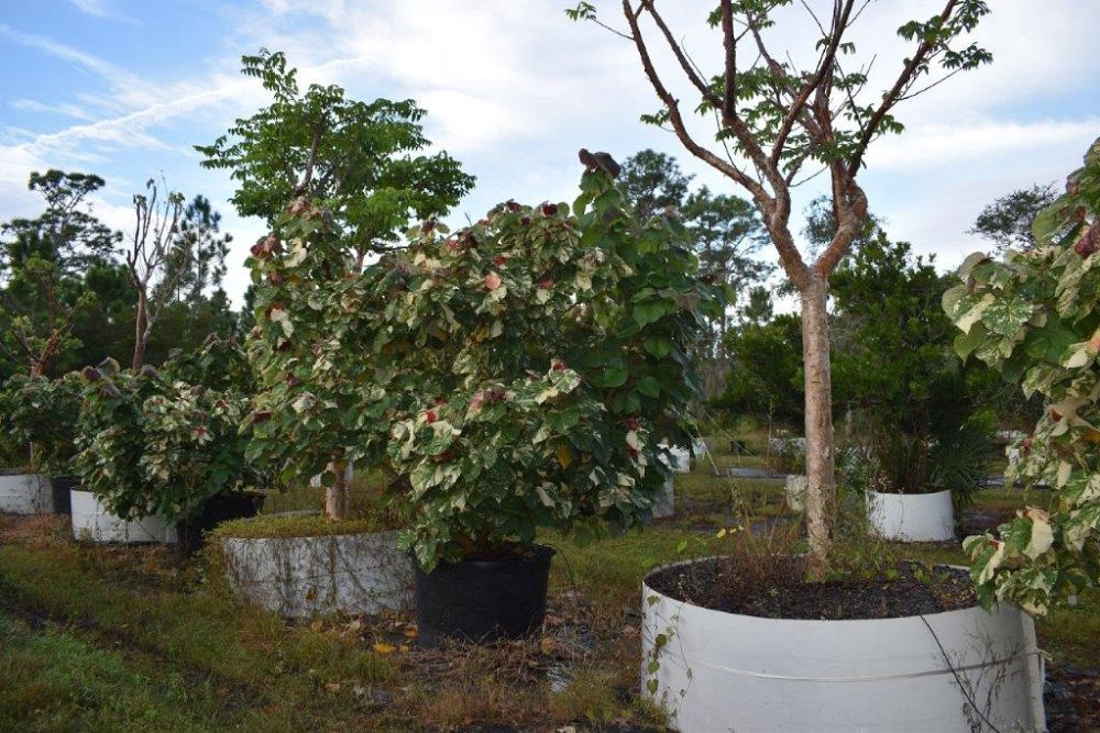 hibiscus-tiliaceus-variegata-mahoe-sea-hibiscus