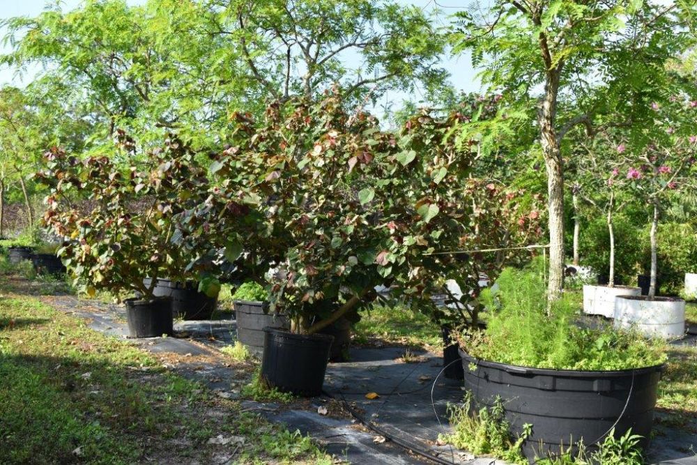 hibiscus-tiliaceus-variegata-mahoe-sea-hibiscus