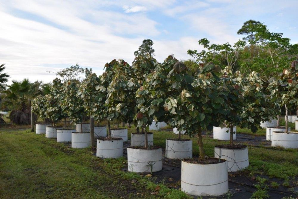 hibiscus-tiliaceus-variegata-mahoe-sea-hibiscus