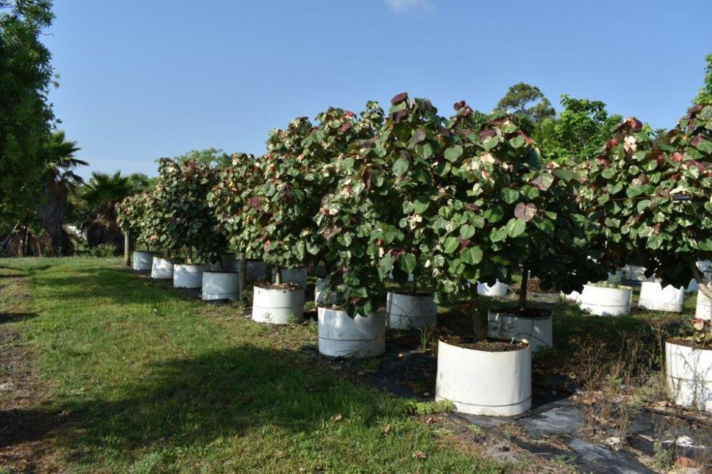 hibiscus-tiliaceus-variegata-mahoe-sea-hibiscus