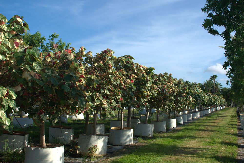 hibiscus-tiliaceus-variegata-mahoe-sea-hibiscus