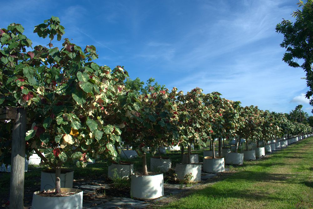 hibiscus-tiliaceus-variegata-mahoe-sea-hibiscus