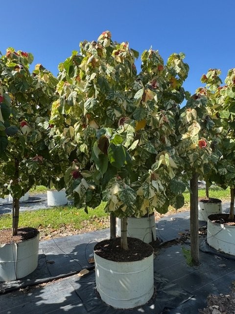 hibiscus-tiliaceus-variegata-mahoe-sea-hibiscus