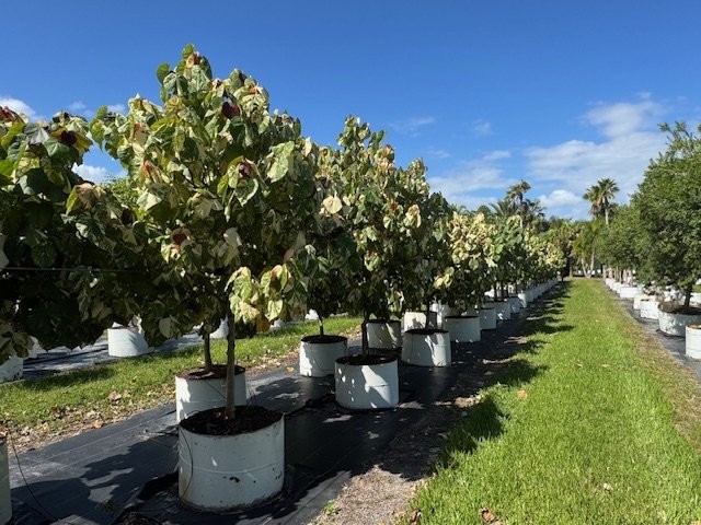 hibiscus-tiliaceus-variegata-mahoe-sea-hibiscus